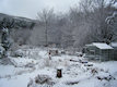 Back garden 6th Jan 2010