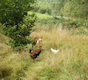 Back garden chickens 2009