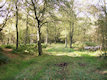 Our woodland bit 28 Sept 2009